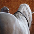 Journey to the Land of the Pony Fairy