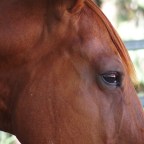 Part 74 – For Cody – A Brave Little Horse