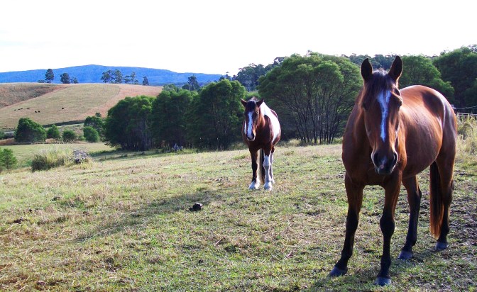 ducatimagnum blog (1)