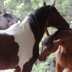 Part 86 – Help From The Horses