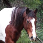 Part 19 – The Hidden Language of The Horse