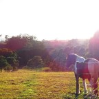 Part 2 -Magnum Comes Home