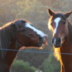 Part 11 –  Frustration, Fear – and Regret…..