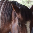 The Miracle of Magnum