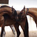 1.  Horse Adventures in Europe 2018!