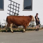 4.  Cows and Castles in the Bavarian Alps