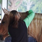 Part 110 – Animal Communication – What Do Horses Say?