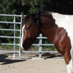 Part 111 – Magnum – Treading Gently