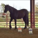 Part 104 – Horse Adventures in Arkansas!