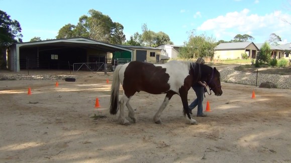 magnum intro to cone circle 2015