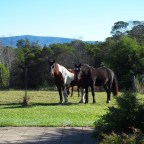 Part 140 – The Voice in my Head