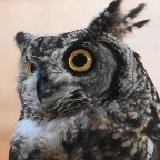 2. Anja Beran – Horses, Falconry and more..